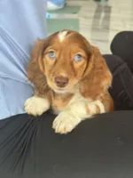 Longhair red dapple , a female Miniature Dachshund for sale in Fredericksburg, VA – 1 of 5