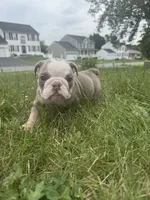 Lilac tan boy 2 , a male English Bulldog for sale in Fredericksburg, VA – 3 of 6