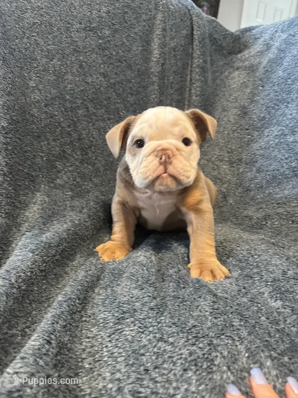 Lilac tan boy 2  – English Bulldog puppy for sale in Fredericksburg, VA