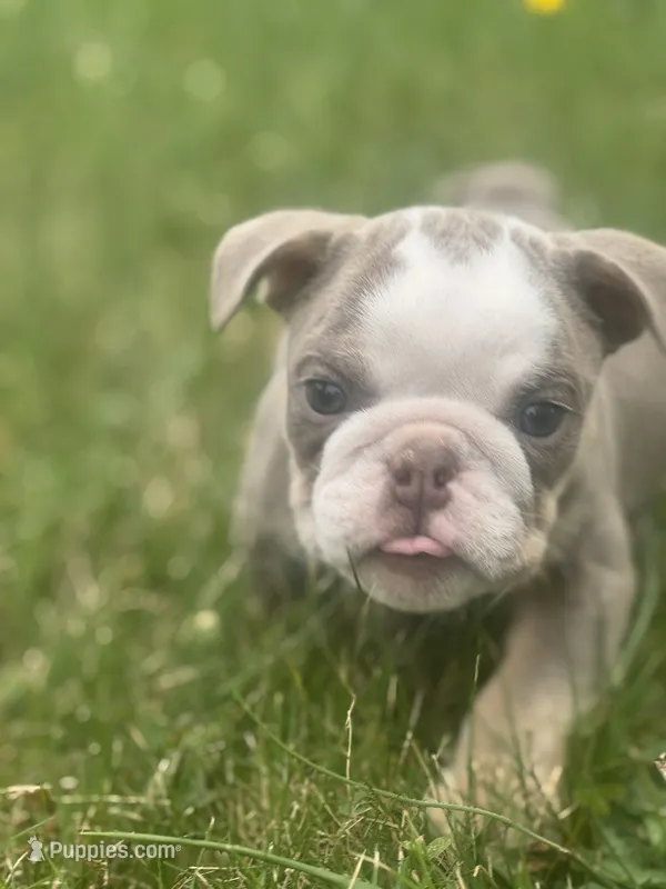 Lilac tan boy 2  – English Bulldog puppy for sale in Fredericksburg, VA