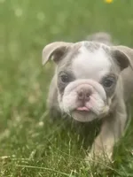 Lilac tan boy 2 , a male English Bulldog for sale in Fredericksburg, VA – 1 of 6