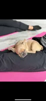Blue fawn girl , a female French Bulldog for sale in Fredericksburg, VA – 5 of 6
