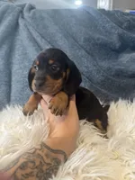 Black tan boy , a male Miniature Dachshund for sale in Fredericksburg, VA – 3 of 3