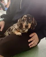 Silver dapple boy , a male Miniature Dachshund for sale in Fredericksburg, VA – 1 of 6