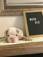 Lilac Merle boy 2, a male English Bulldog for sale in Fredericksburg, VA – 1 of 1