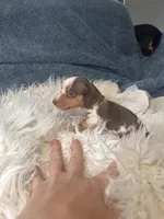 Choco dapple , a female Miniature Dachshund for sale in Fredericksburg, VA – 2 of 2