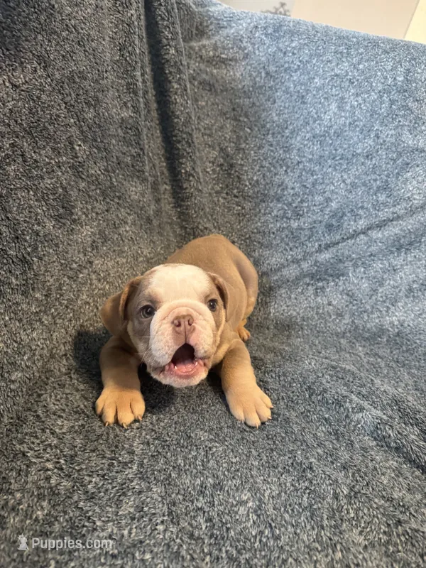 Lilac tan boy 2  – English Bulldog puppy for sale in Fredericksburg, VA