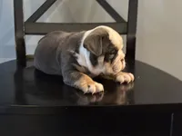 Blue tan girl , a female English Bulldog for sale in Fredericksburg, VA – 8 of 8