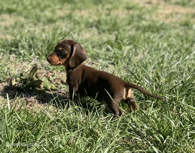 Choco tan girl  – Miniature Dachshund puppy for sale in Fredericksburg, VA