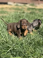 Choco tan girl , a female Miniature Dachshund for sale in Fredericksburg, VA – Photo 2 of 2