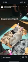 Blue sable boy , a male French Bulldog for sale in Fredericksburg, VA – 2 of 3