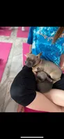 Blue sable boy , a male French Bulldog for sale in Fredericksburg, VA – 3 of 3