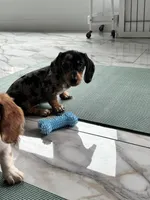 Silver dapple boy , a male Miniature Dachshund for sale in Fredericksburg, VA – 6 of 6