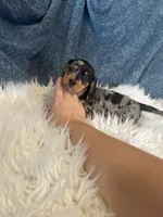 Silver dapple boy , a male Miniature Dachshund for sale in Fredericksburg, VA – 2 of 2