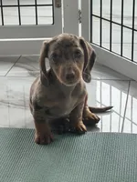 Choco dapple boy 2, a male Miniature Dachshund for sale in Fredericksburg, VA – 6 of 9