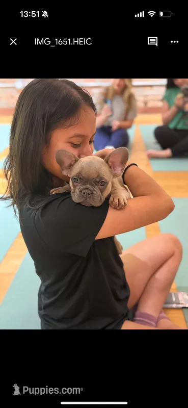 Blue sable boy  – French Bulldog puppy for sale in Fredericksburg, VA