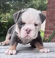 Blue tan girl , a female English Bulldog for sale in Fredericksburg, VA – 3 of 8