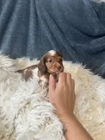 Longhair red dapple , a female Miniature Dachshund for sale in Fredericksburg, VA – 3 of 3