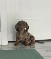 Choco dapple boy 2, a male Miniature Dachshund for sale in Fredericksburg, VA – 9 of 9