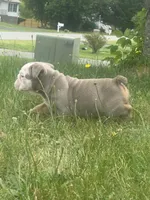 Lilac tan 1 , a male English Bulldog for sale in Fredericksburg, VA – 4 of 6