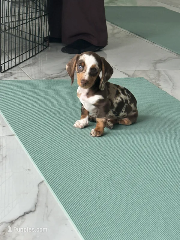 Choco dapple boy  – Miniature Dachshund puppy for sale in Fredericksburg, VA