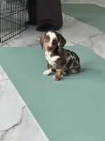 Choco dapple boy , a male Miniature Dachshund for sale in Fredericksburg, VA – 1 of 4