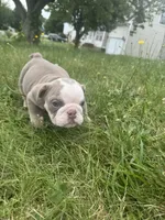 Lilac tan boy 2 , a male English Bulldog for sale in Fredericksburg, VA – 6 of 6