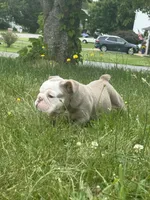 Lilac tan 1 , a male English Bulldog for sale in Fredericksburg, VA – 6 of 6