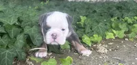 Blue tan girl , a female English Bulldog for sale in Fredericksburg, VA – 4 of 8