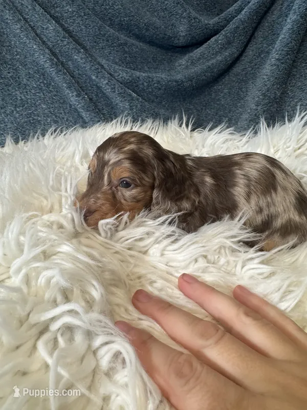 Choco dapple boy – Miniature Dachshund puppy for sale in Fredericksburg, VA