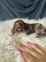 Choco dapple boy, a male Miniature Dachshund for sale in Fredericksburg, VA – 1 of 3