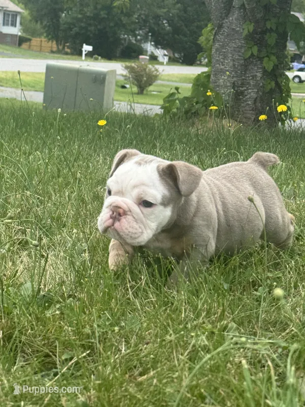 Lilac tan 1  – English Bulldog puppy for sale in Fredericksburg, VA