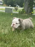 Lilac tan 1 , a male English Bulldog for sale in Fredericksburg, VA – 1 of 6