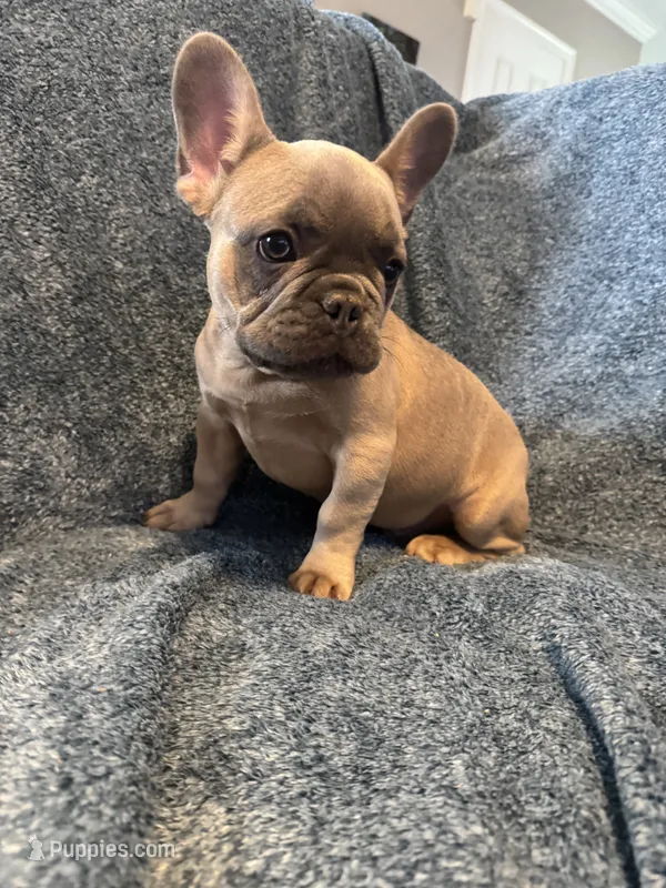 Blue sable boy  – French Bulldog puppy for sale in Fredericksburg, VA