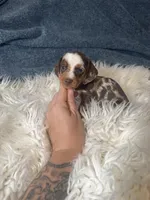 Choco dapple boy , a male Miniature Dachshund for sale in Fredericksburg, VA – 3 of 3