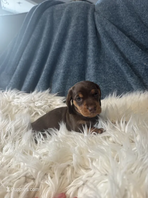 Choco girl  – Miniature Dachshund puppy for sale in Fredericksburg, VA
