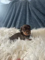 Choco girl , a female Miniature Dachshund for sale in Fredericksburg, VA – 1 of 3