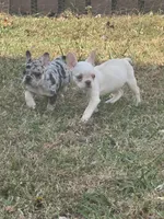 Dreamy, a female French Bulldog for sale in Fredericksburg, VA – Photo 1 of 5