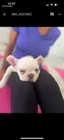 Dreamy, a female French Bulldog for sale in Fredericksburg, VA – Photo 2 of 5