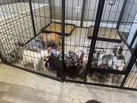 Dreamy, a female French Bulldog for sale in Fredericksburg, VA – Photo 4 of 5