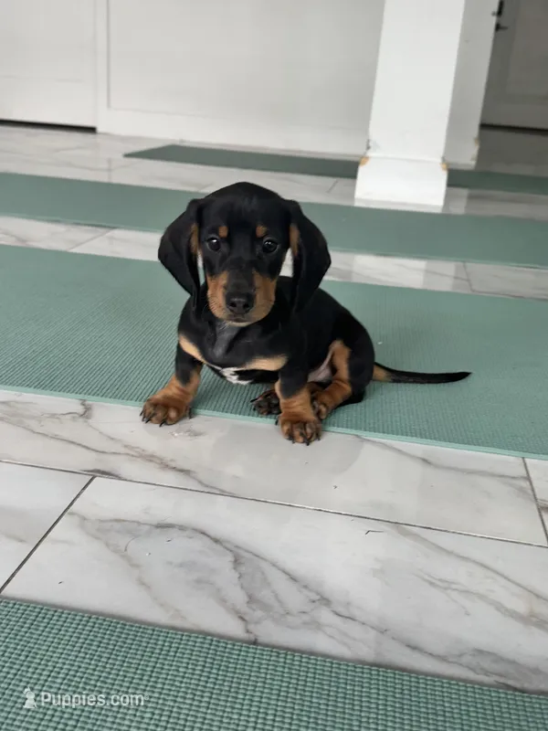 Black tan boy  – Miniature Dachshund puppy for sale in Fredericksburg, VA