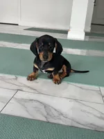 Black tan boy , a male Miniature Dachshund for sale in Fredericksburg, VA – 1 of 5