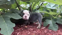 Blue tan girl , a female English Bulldog for sale in Fredericksburg, VA – 6 of 8