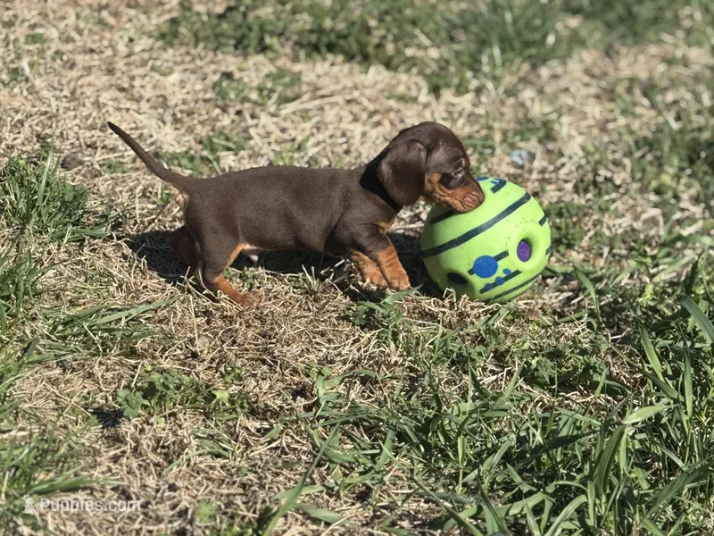 Choco tan  – Miniature Dachshund puppy for sale in Fredericksburg, VA