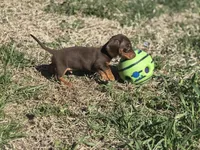 Choco tan , a male Miniature Dachshund for sale in Fredericksburg, VA – Photo 1 of 2