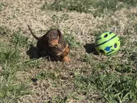 Choco tan , a male Miniature Dachshund for sale in Fredericksburg, VA – Photo 2 of 2