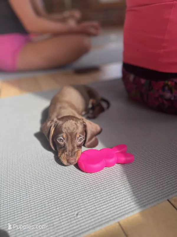 Choco tan  – Miniature Dachshund puppy for sale in Fredericksburg, VA