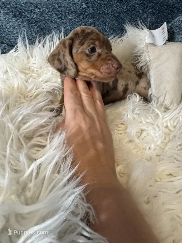 Choco dapple  – Miniature Dachshund puppy for sale in Fredericksburg, VA