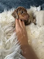 Choco dapple , a male Miniature Dachshund for sale in Fredericksburg, VA – 1 of 3