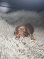 Choco tan boy , a male Miniature Dachshund for sale in Fredericksburg, VA – Photo 3 of 6